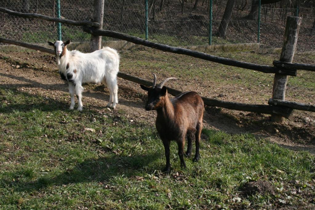 Malomdűlő Farmház Casa de hóspedes Pilisborosjenő Exterior foto