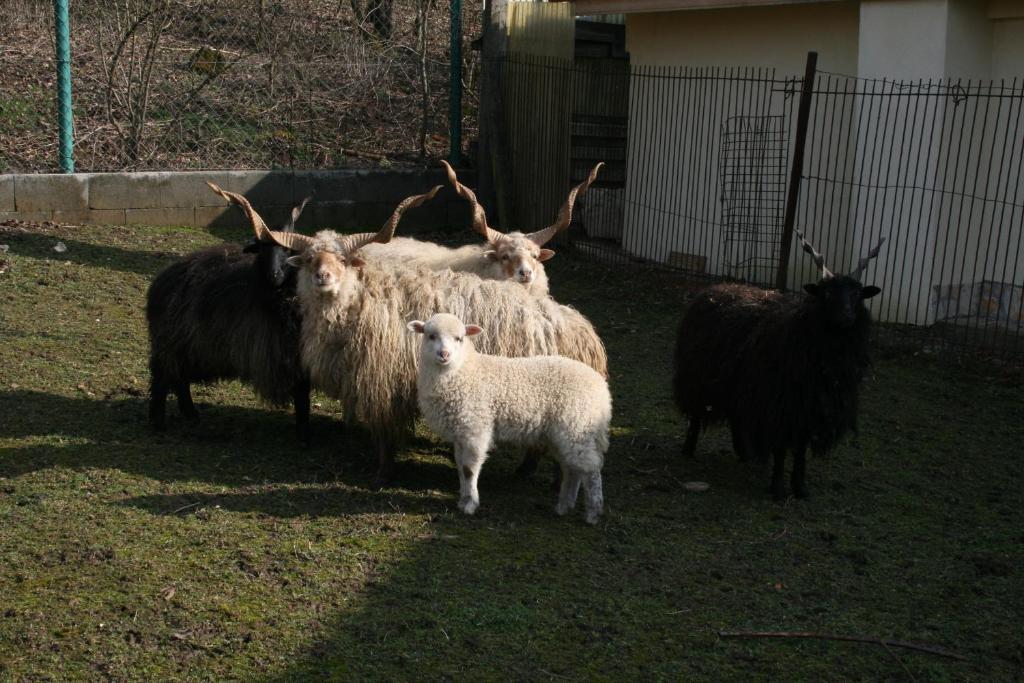 Malomdűlő Farmház Casa de hóspedes Pilisborosjenő Exterior foto